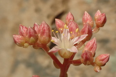 Dudleya viscida