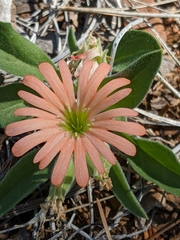 Silene salmonacea