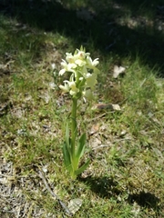 Dactylorhiza insularis