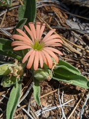 Silene salmonacea