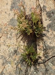 Dudleya viscida
