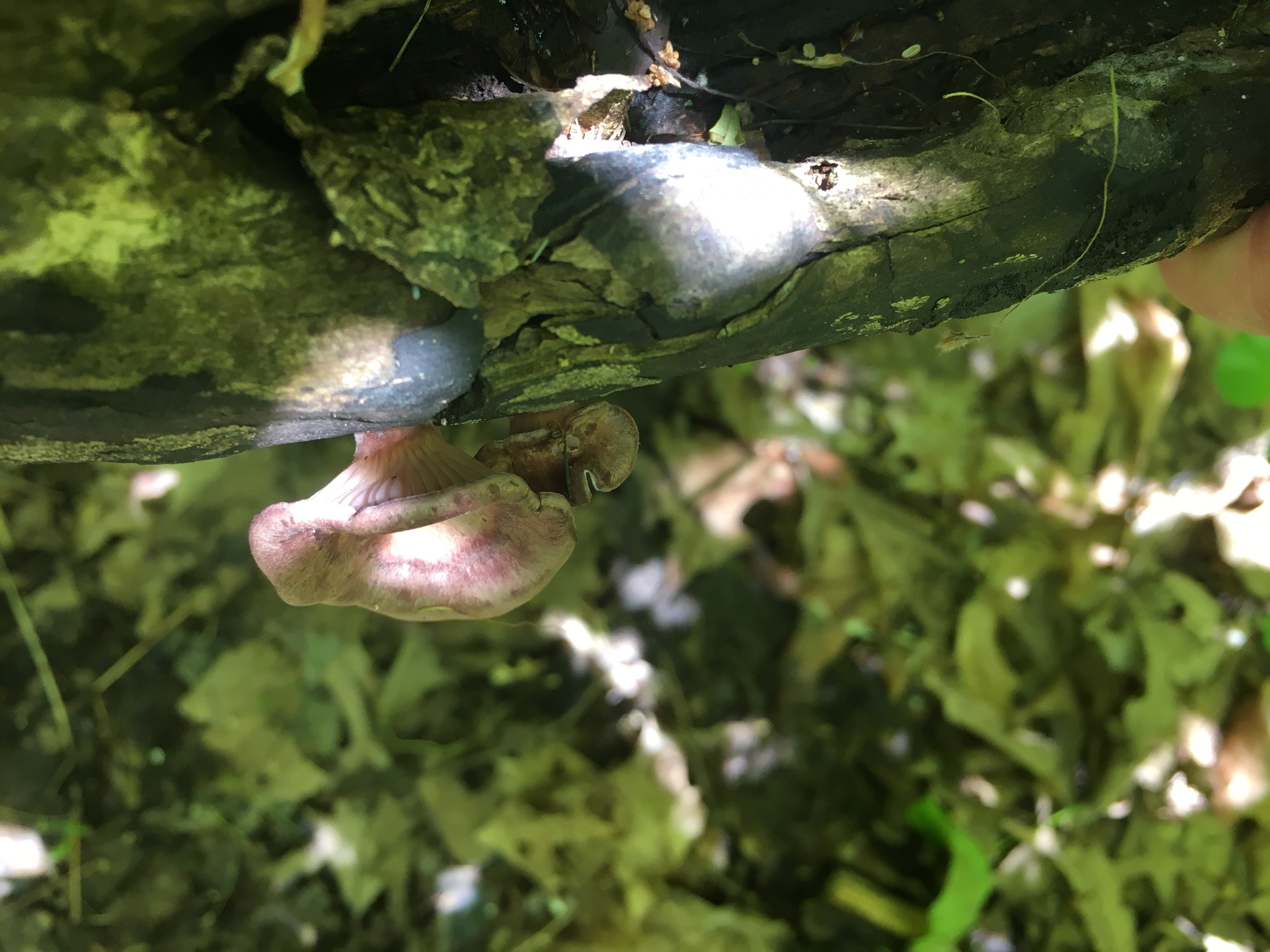 Panus conchatus image