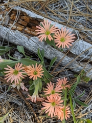 Silene salmonacea