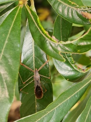 Epidaus