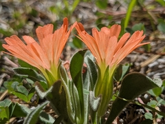 Silene salmonacea