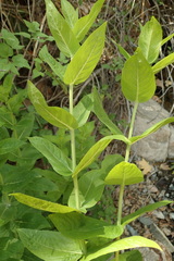 Pycnanthemum californicum