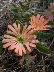 Silene salmonacea