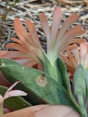 Silene salmonacea
