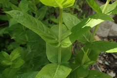 Pycnanthemum californicum