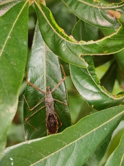 Epidaus