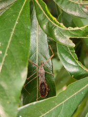 Epidaus