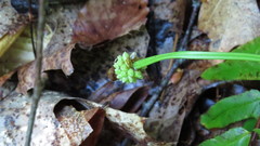 Carex fraseriana