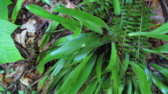 Carex fraseriana