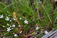 Eremogone capillaris