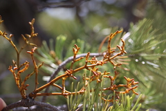 Arceuthobium vaginatum