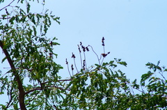 Libidibia sclerocarpa