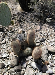 Mammillaria pottsii