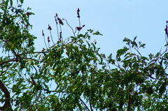 Libidibia sclerocarpa