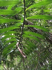 Freycinetia scandens