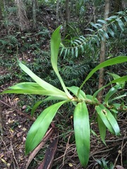 Freycinetia scandens