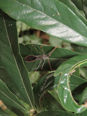 Epidaus
