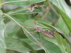 Epidaus