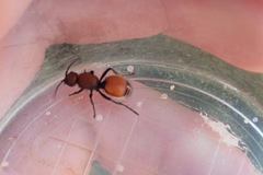 Dasymutilla montivagoides