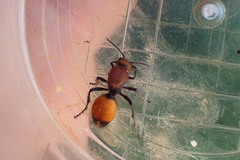 Dasymutilla montivagoides