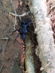 Sphodros atlanticus