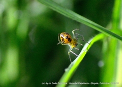 Alpaida variabilis