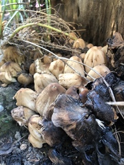 Coprinellus micaceus