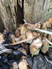 Coprinellus micaceus