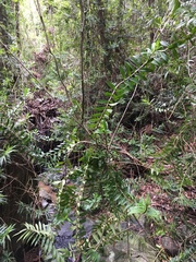 Freycinetia scandens