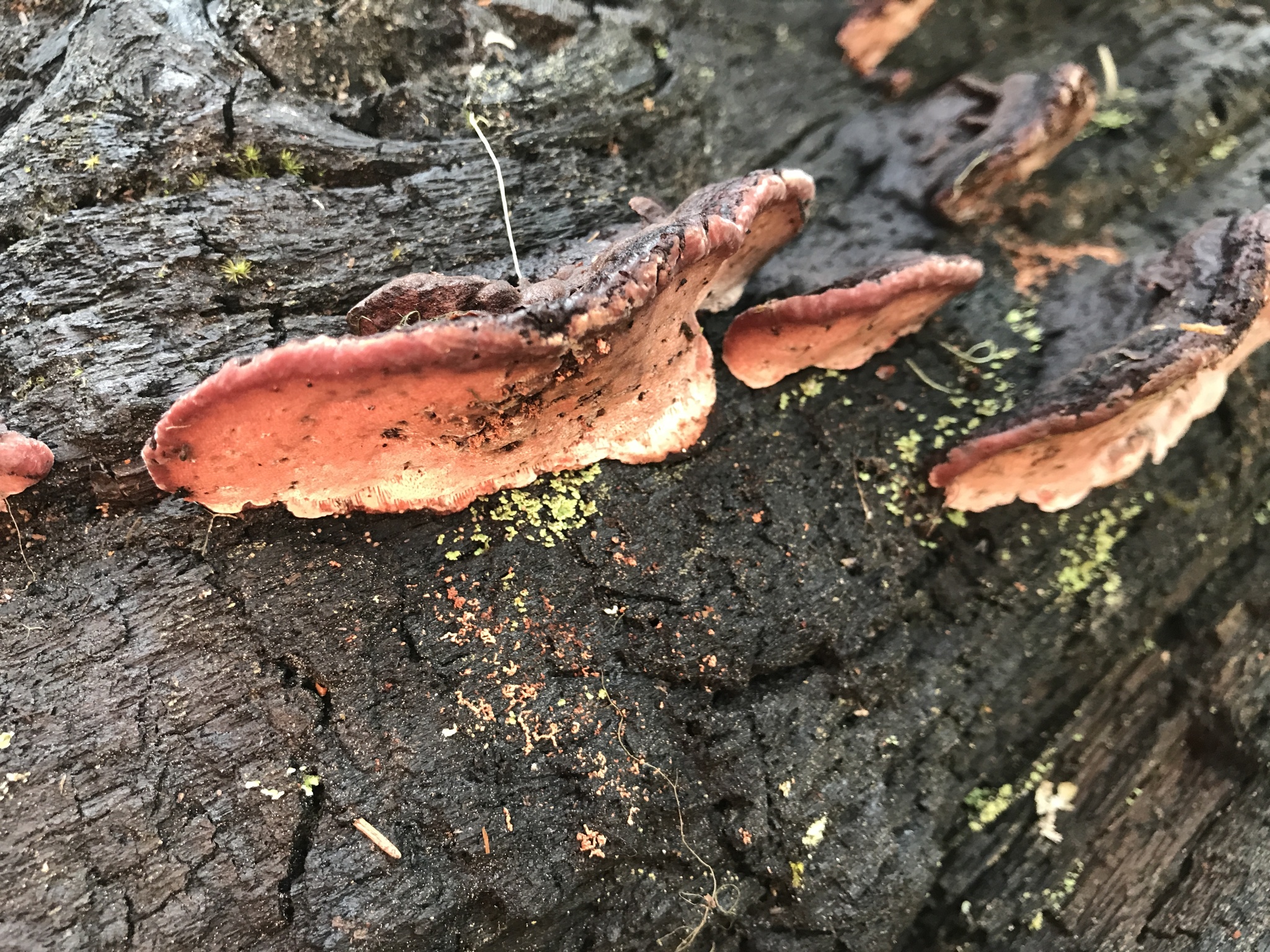 Fomitopsis cajanderi image