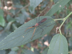 Epidaus