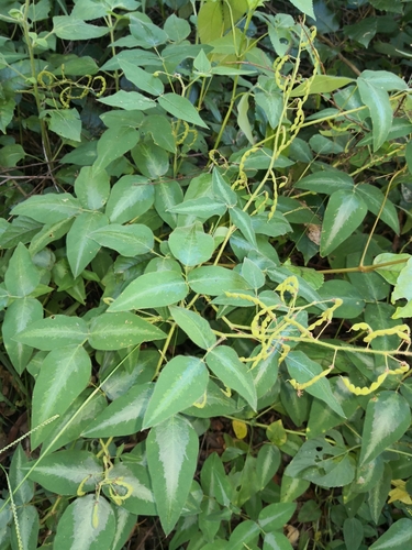 Silverleaf Desmodium