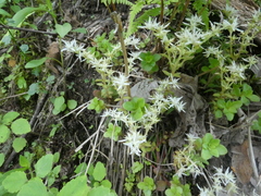 Sedum ternatum