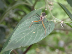Epidaus