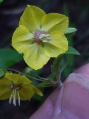 Lysimachia ciliata