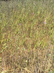 Aegilops triuncialis