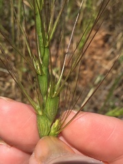 Aegilops triuncialis