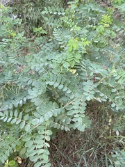 Colutea arborescens