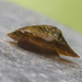 Lake Limpet - Photo (c) Alexander Mrkvicka, some rights reserved (CC BY-SA)