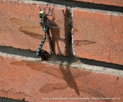 Rhionaeschna marchali