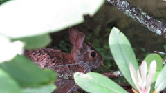 Sylvilagus obscurus