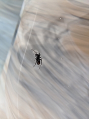 Castianeira descripta