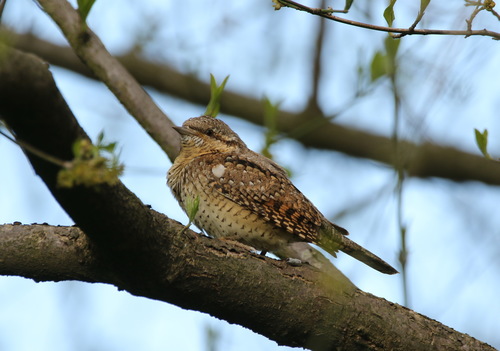 Torcecuello euroasiático (Jynx torquilla)