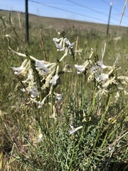 Astragalus conjunctus