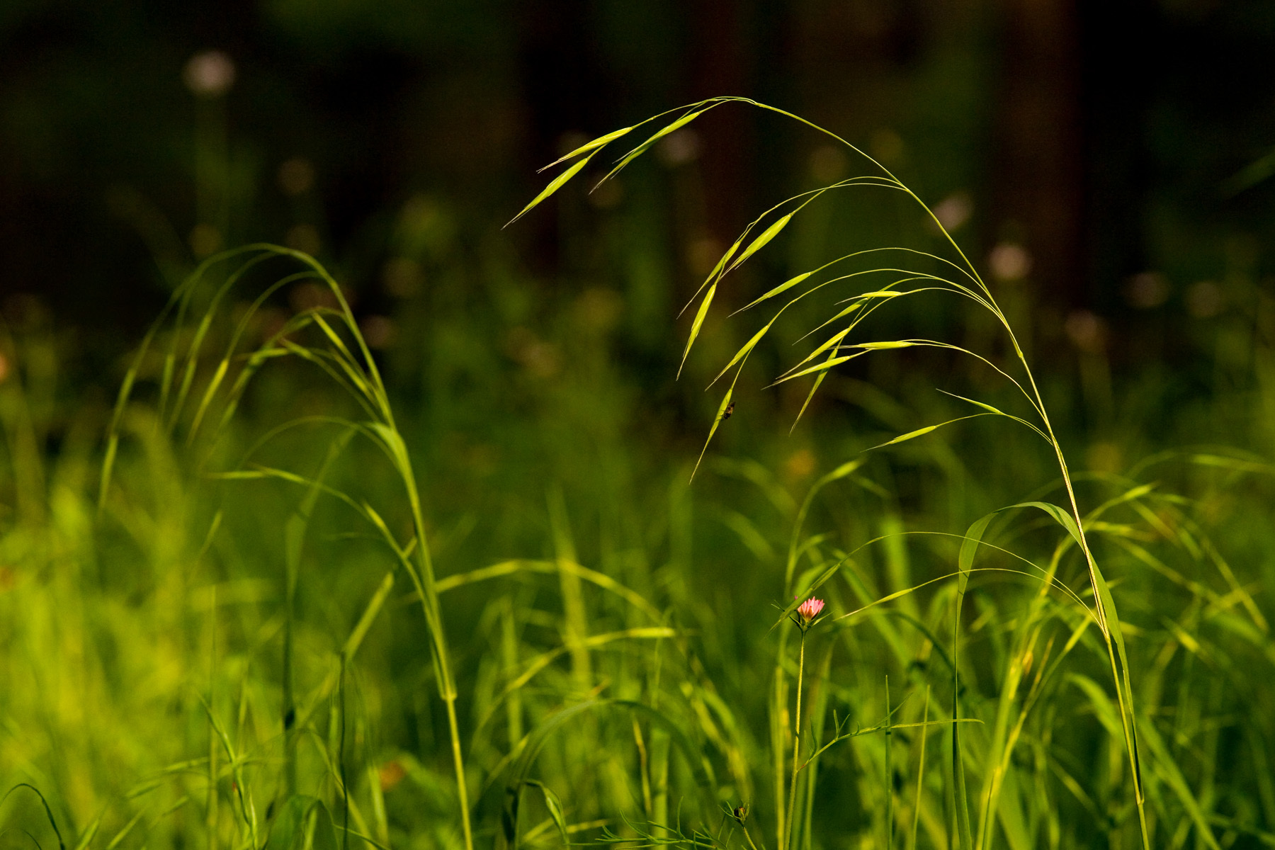 Bromus frondosus