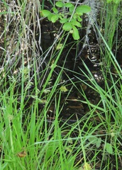 Carex unilateralis